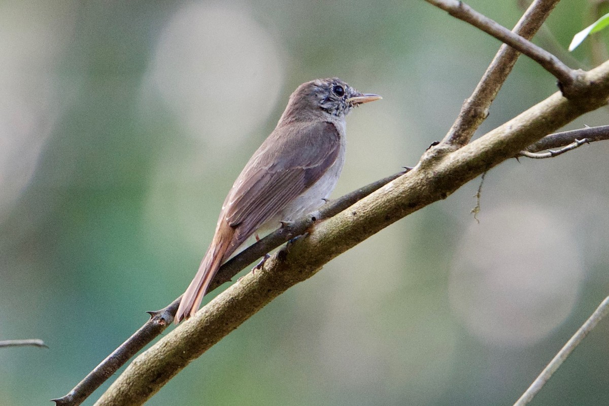 Rusty-tailed Flycatcher - Snehasis Sinha