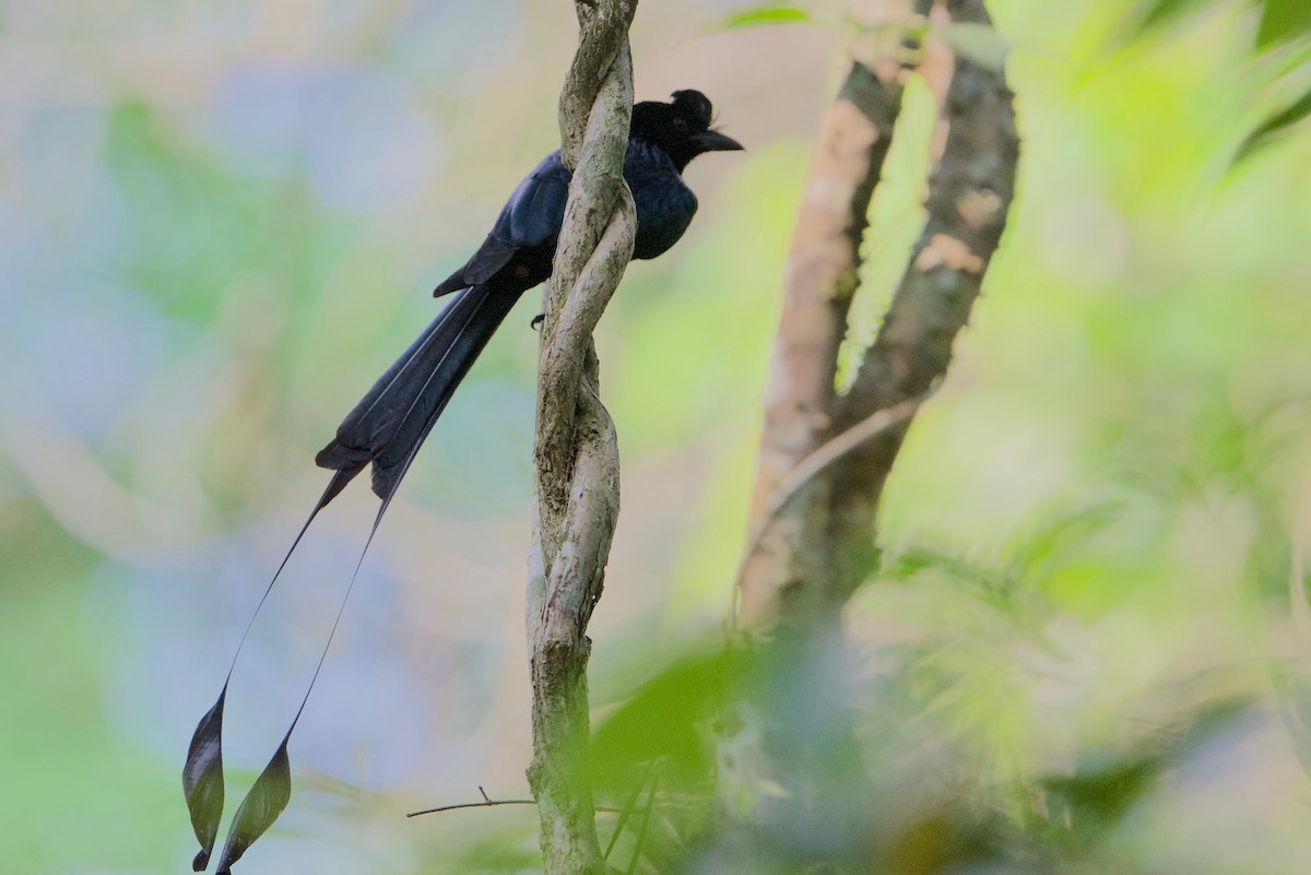 Greater Racket-tailed Drongo - ML145600691