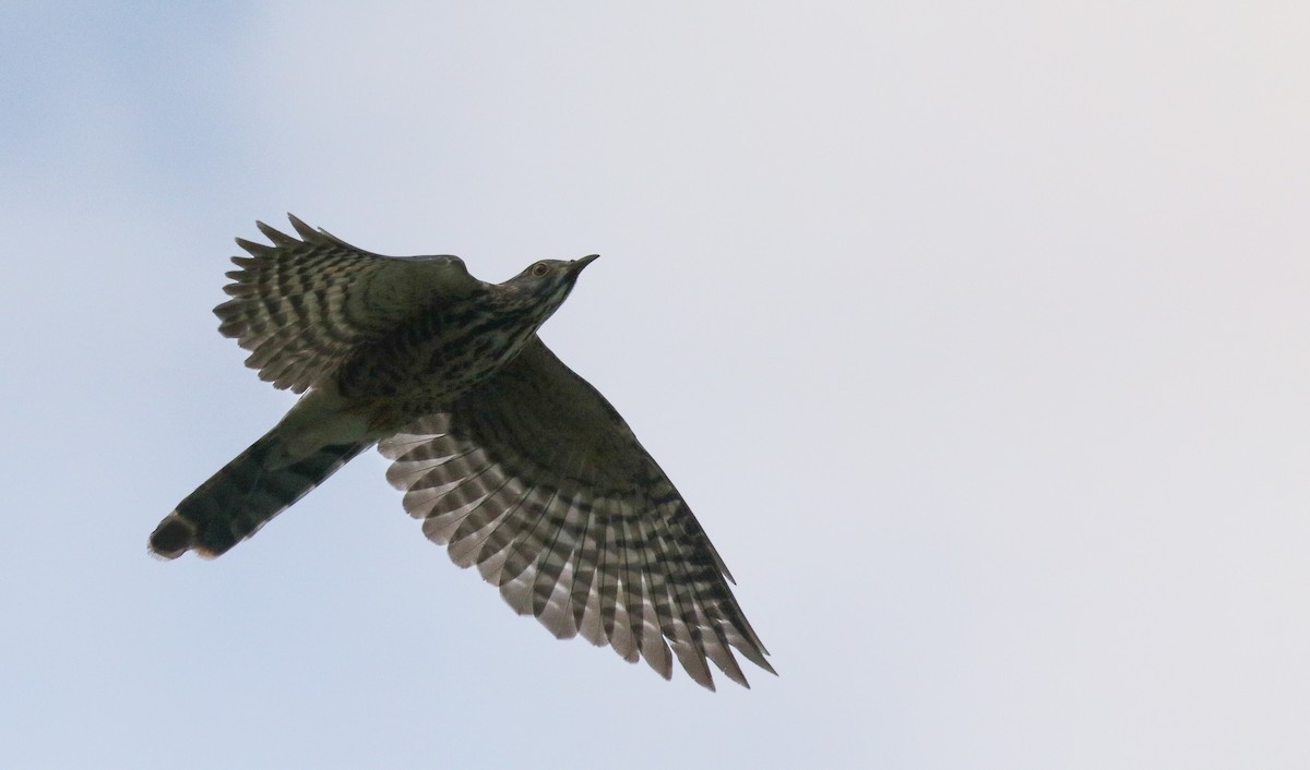 Large Hawk-Cuckoo - Alex Berryman
