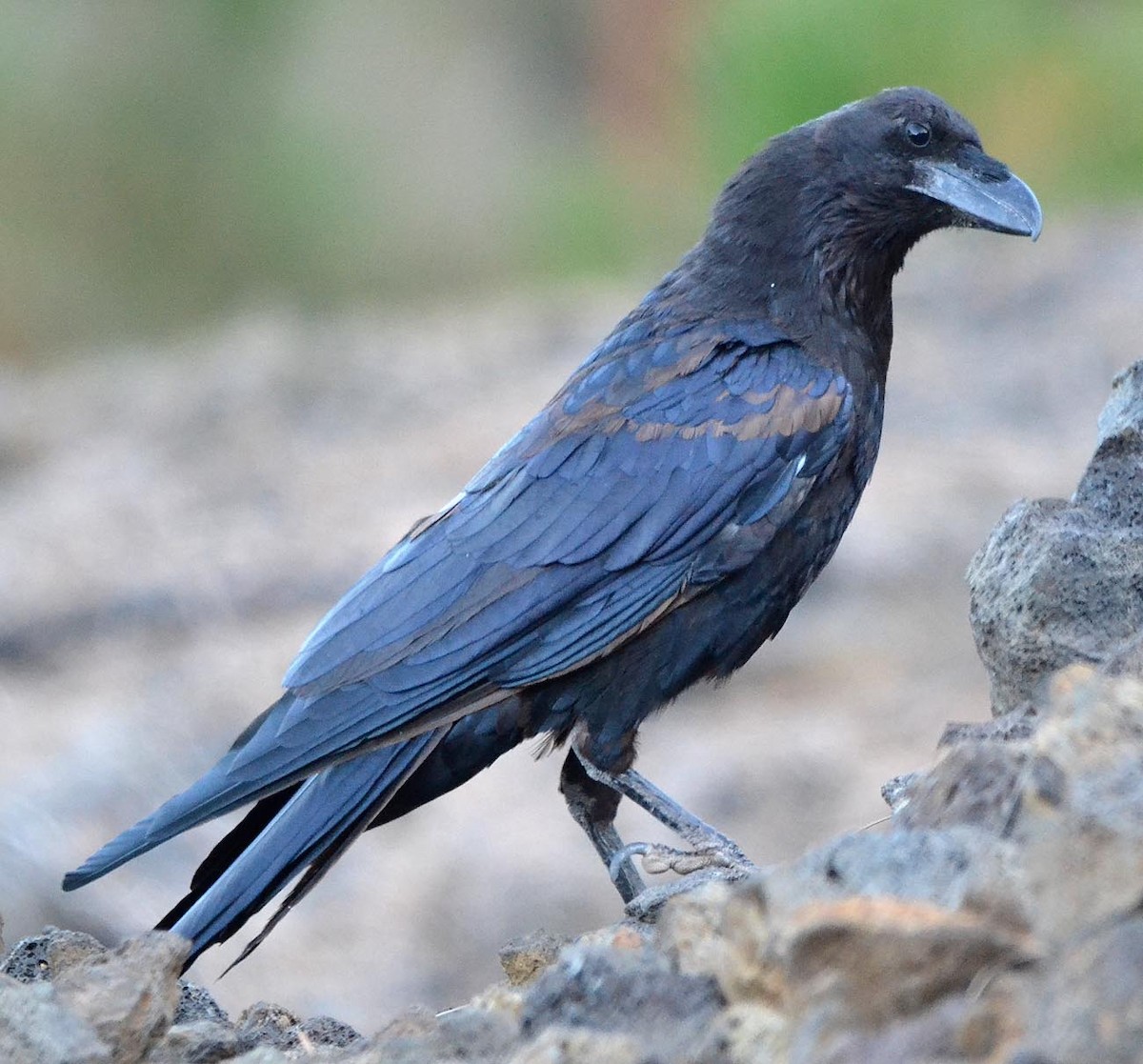 Common Raven - ML145607841
