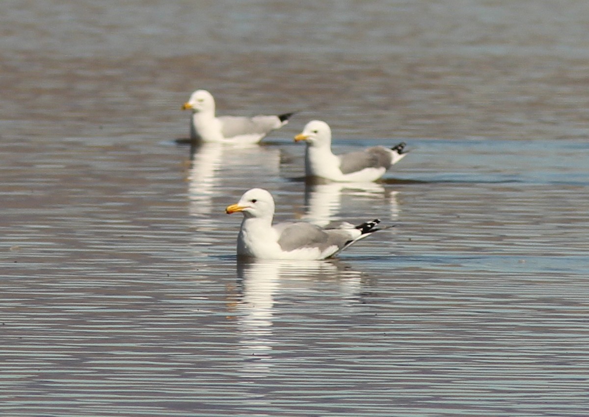 ML145608411 - California Gull - Macaulay Library