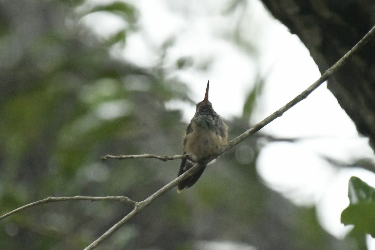 Buff-bellied Hummingbird - ML145610221
