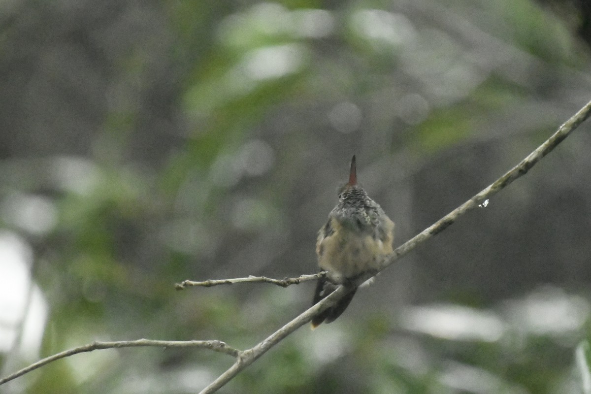 Buff-bellied Hummingbird - ML145610251