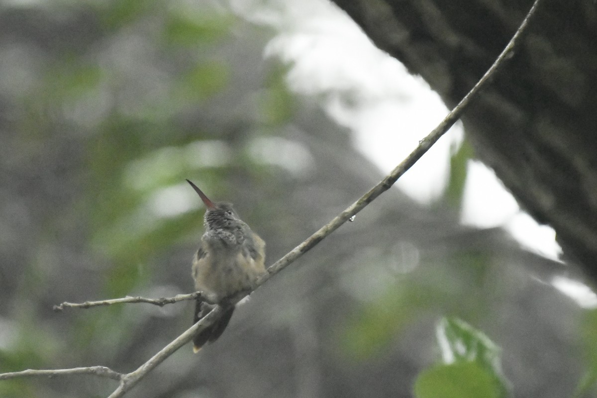 Buff-bellied Hummingbird - ML145610271