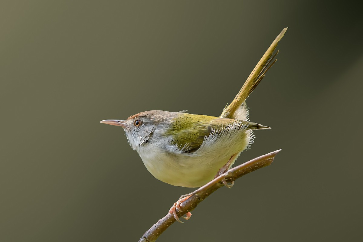 Common Tailorbird - Nitin Chandra