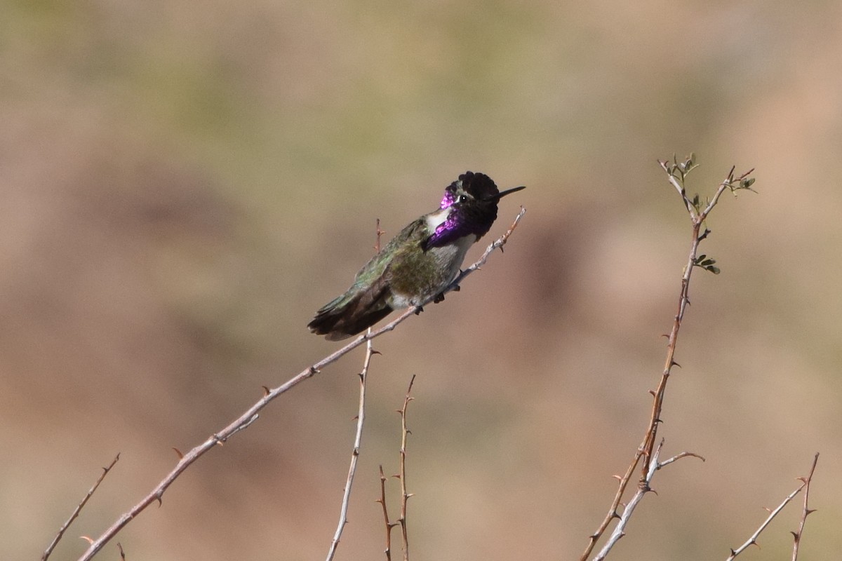 Costa's Hummingbird - ML145611251