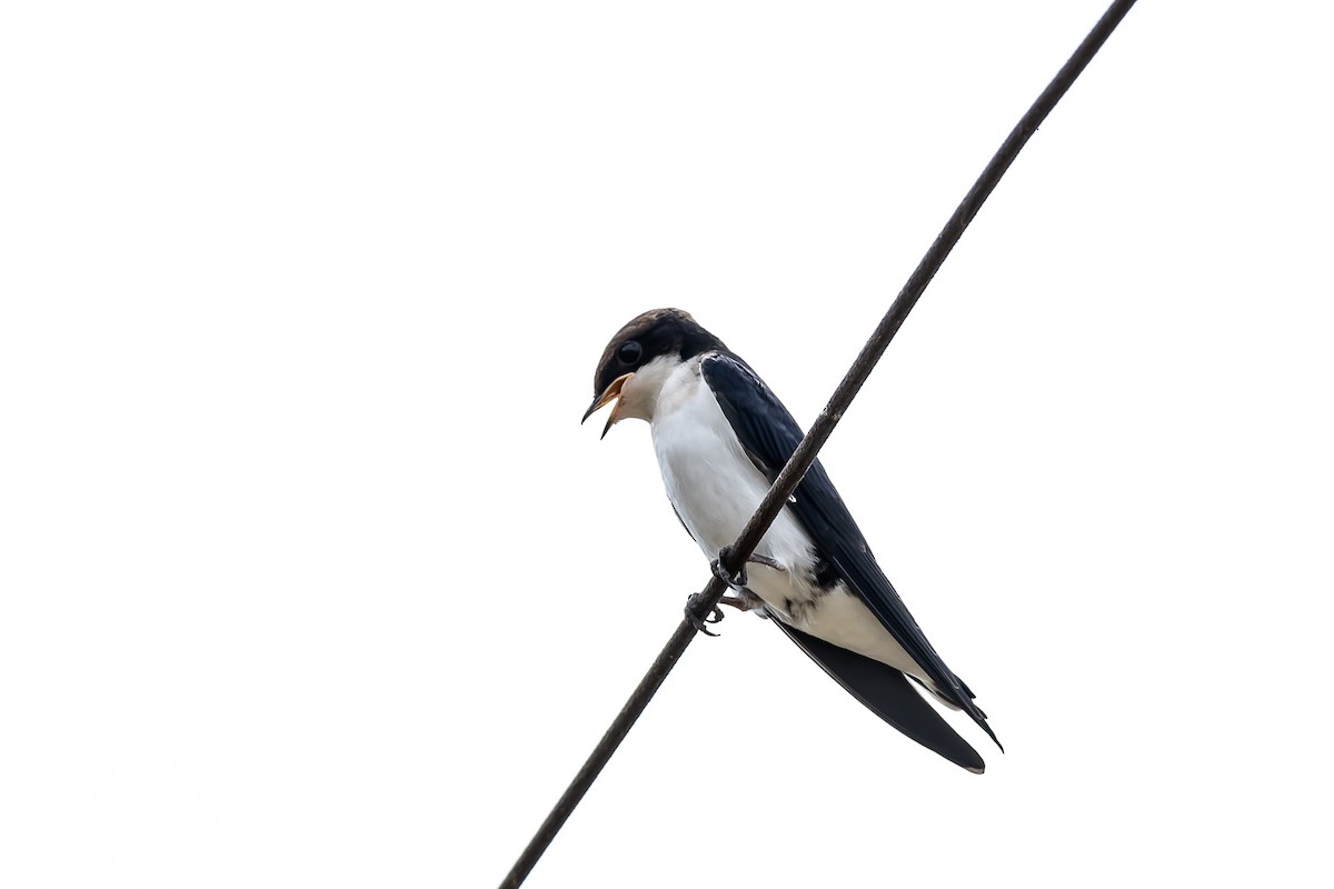 Wire-tailed Swallow - ML145612231