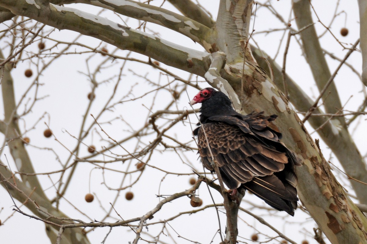 Turkey Vulture - Lori  McCollister