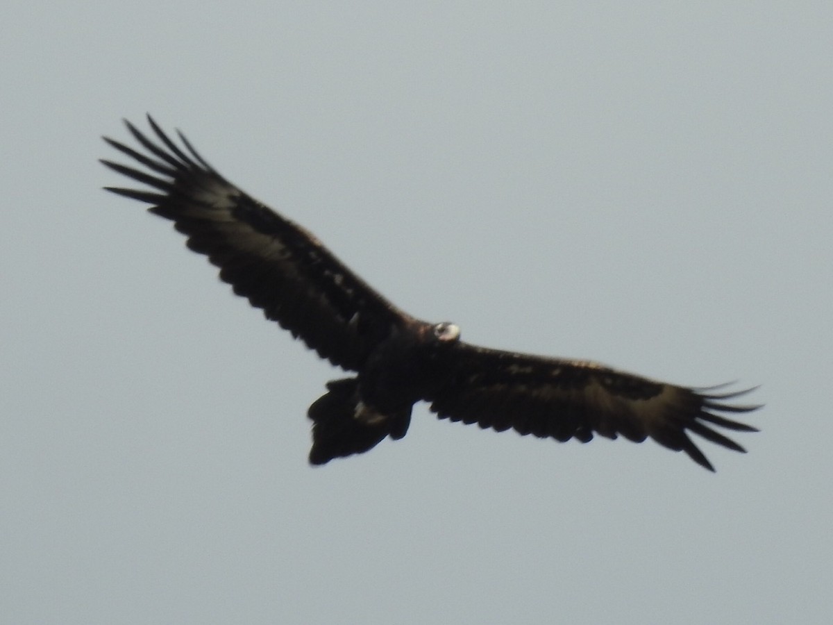 Wedge-tailed Eagle - ML145612431