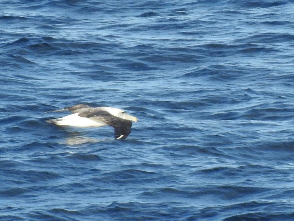 White-capped Albatross - ML145613211