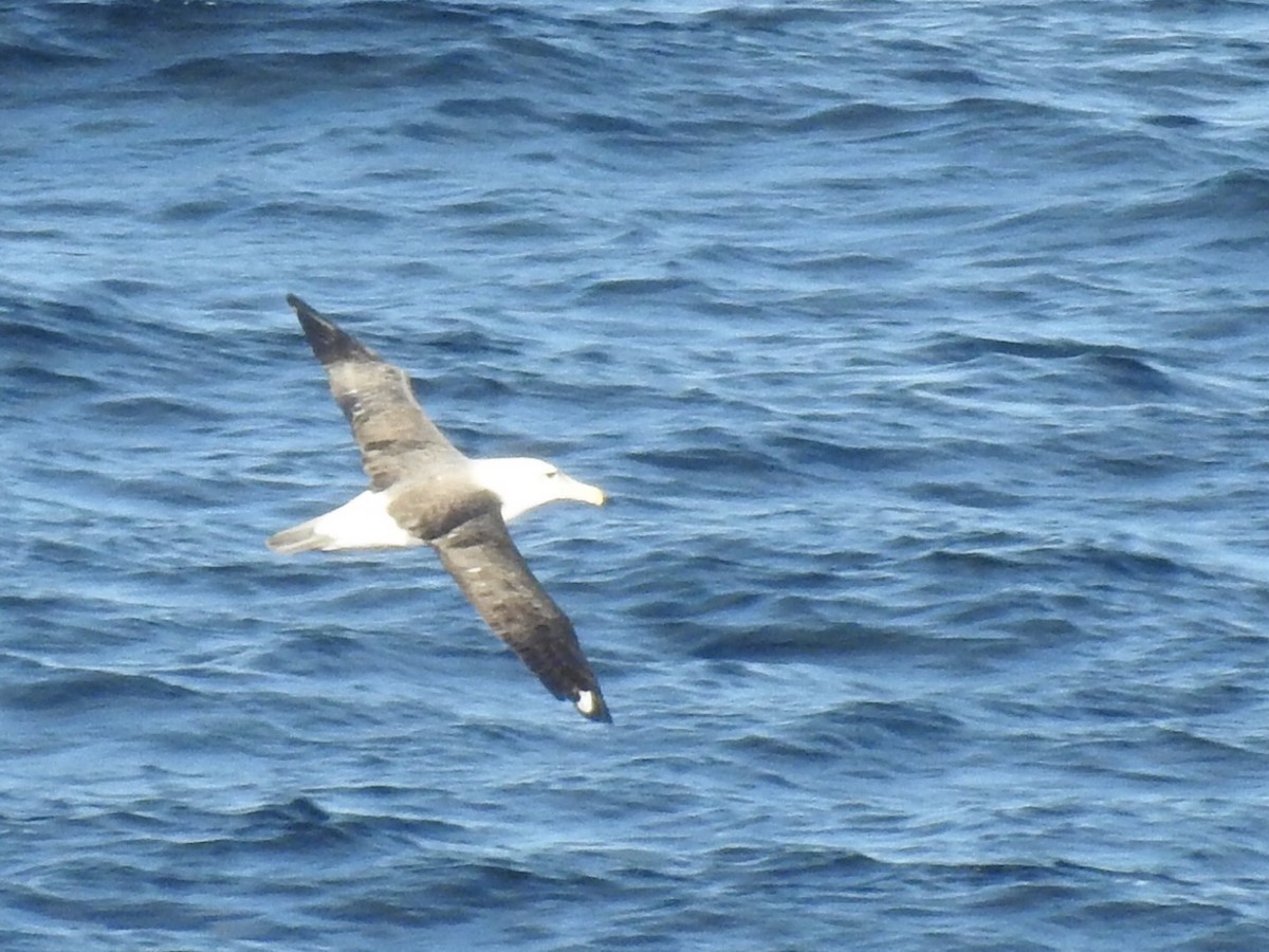 White-capped Albatross - Iñigo Mazkiaran