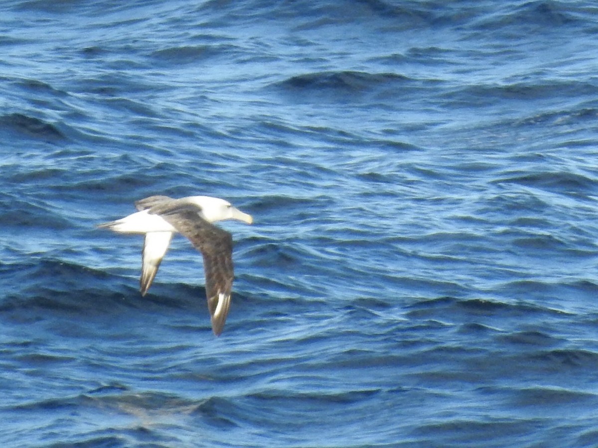 White-capped Albatross - ML145613231