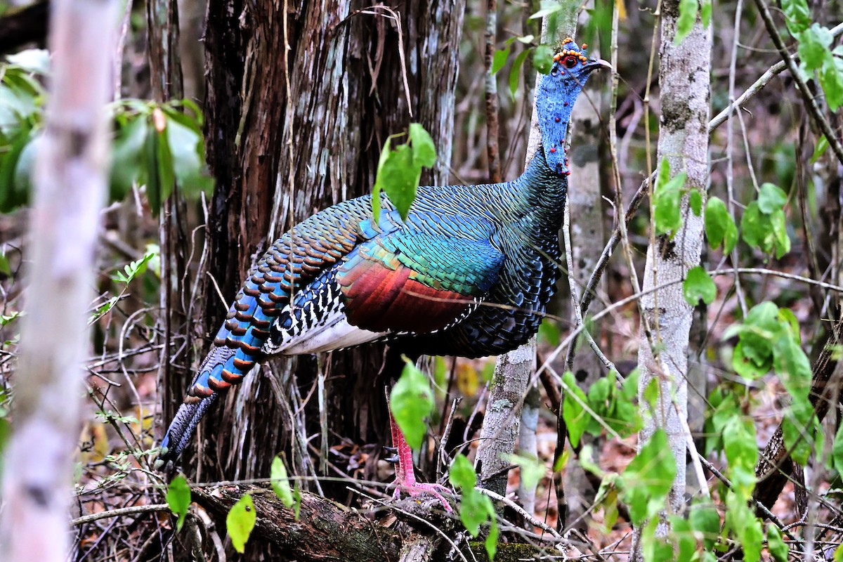 Ocellated Turkey - Luis Guillermo
