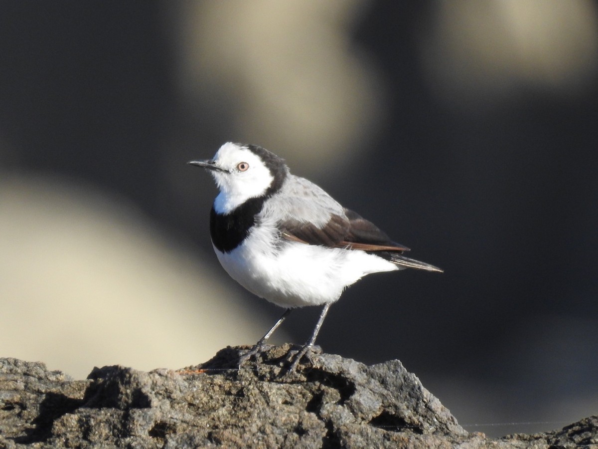 White-fronted Chat - ML145614141