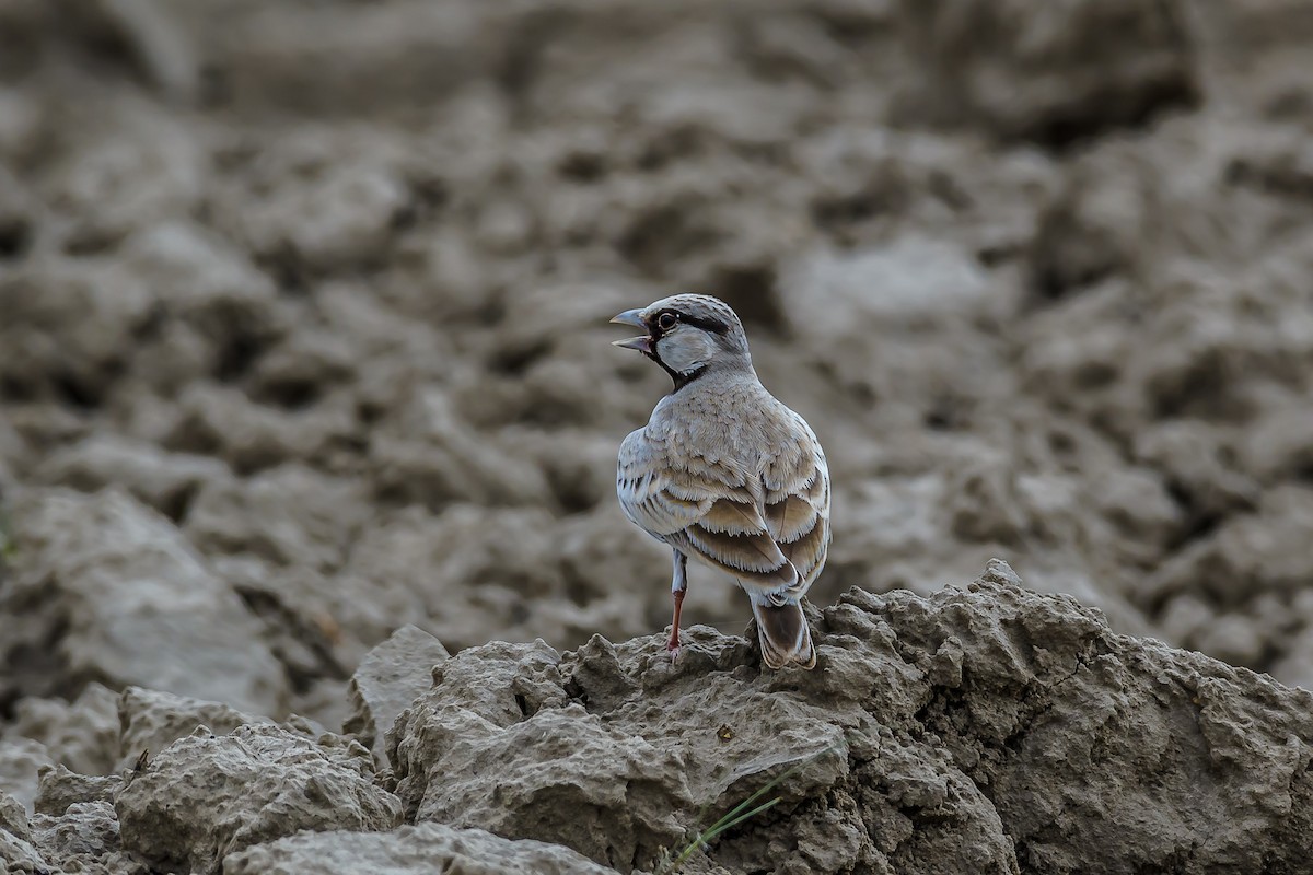 Ashy-crowned Sparrow-Lark - ML145615651