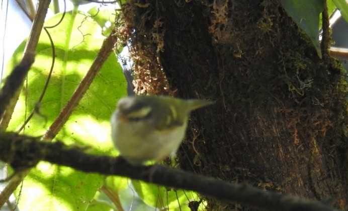 Blyth's Leaf Warbler - John Finch