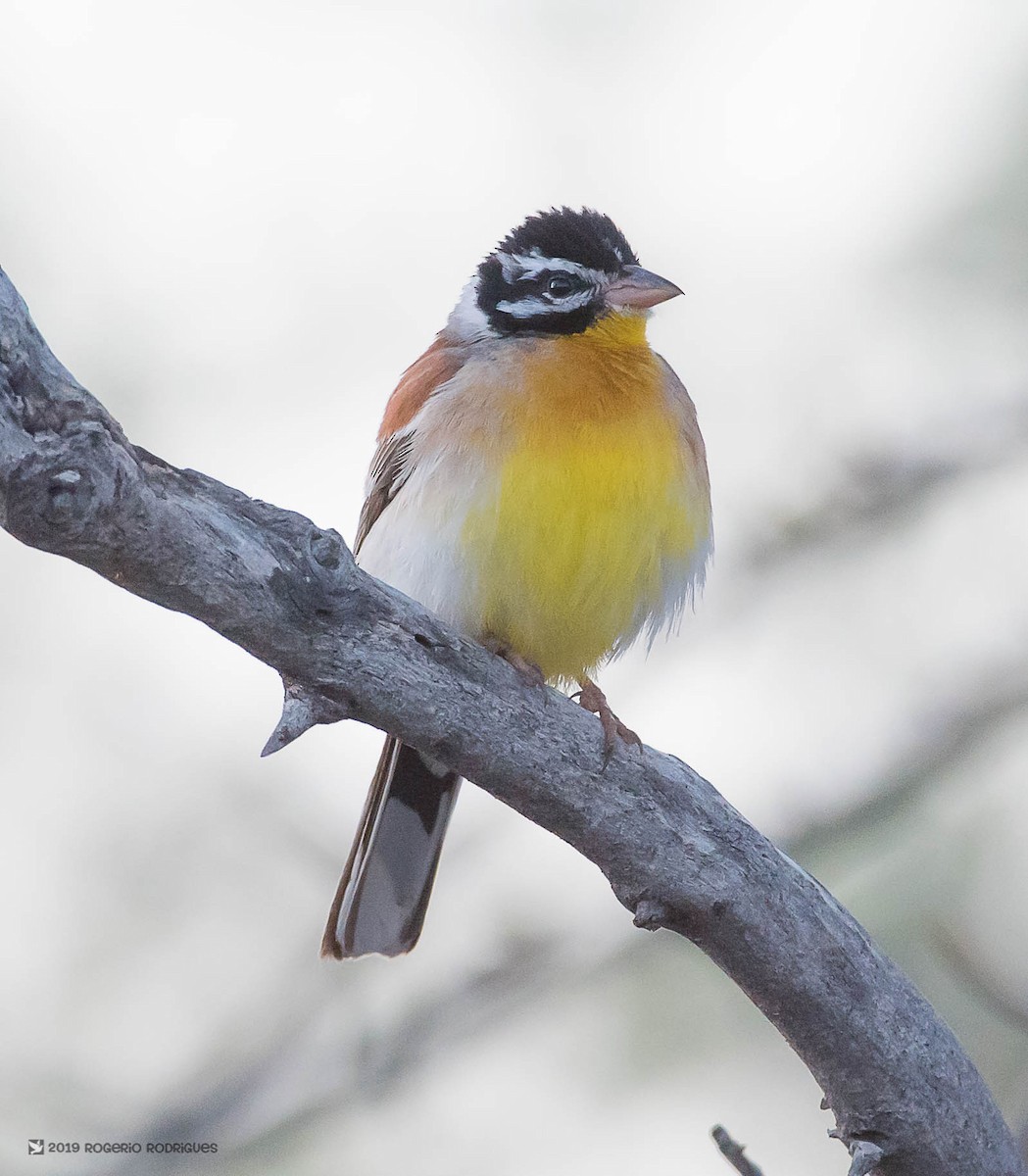 Golden-breasted Bunting - ML145617631