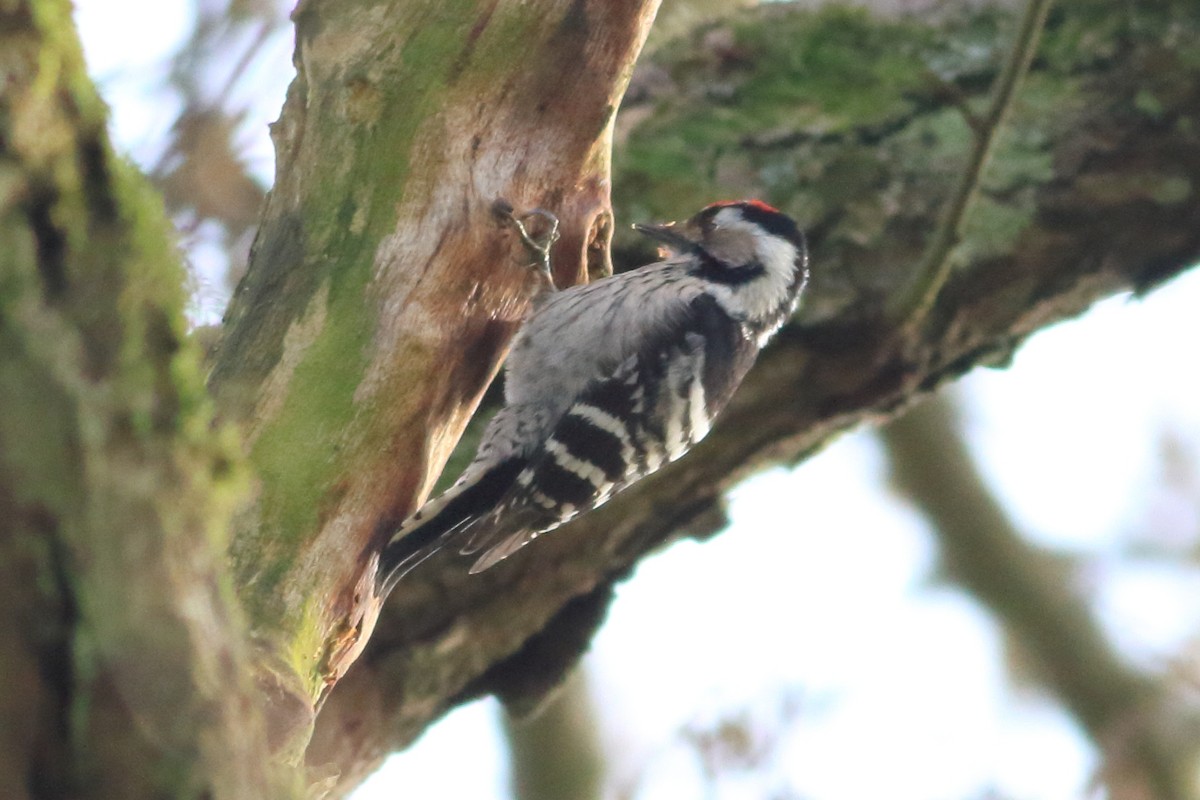Lesser Spotted Woodpecker - Thomas Boll Kristensen