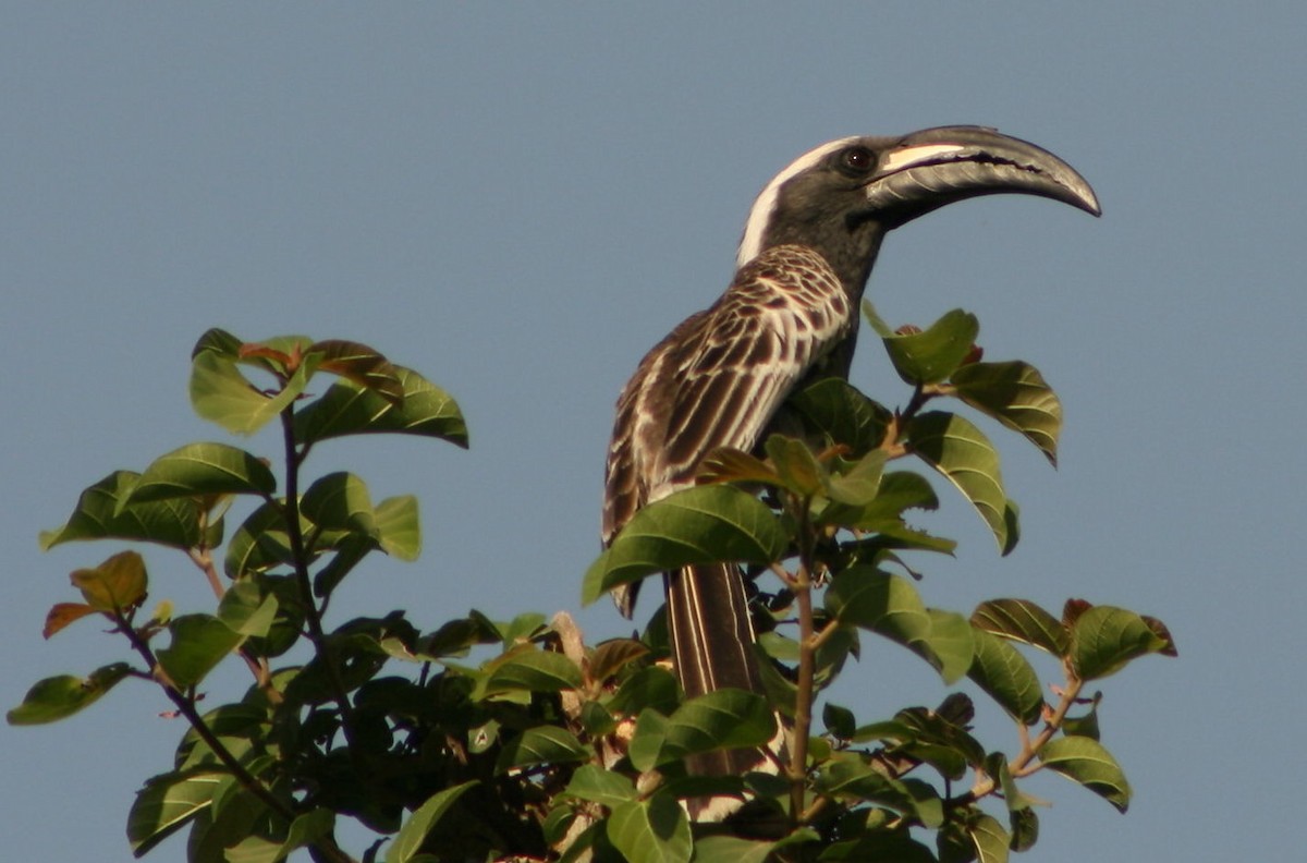 African Gray Hornbill - ML145618701