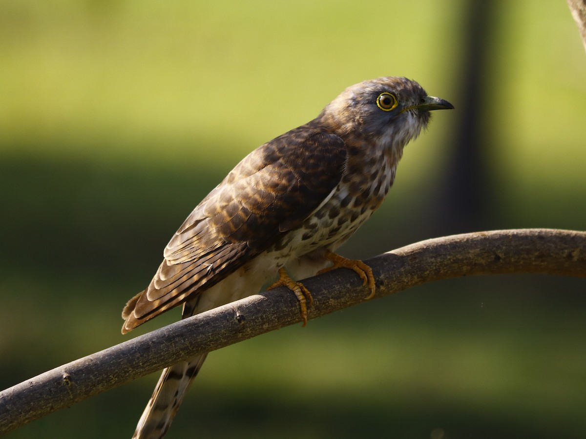Common Hawk-Cuckoo - Elavarasan M