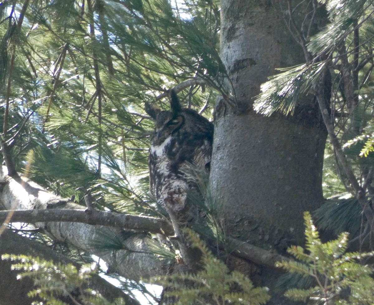 Great Horned Owl - ML145619191