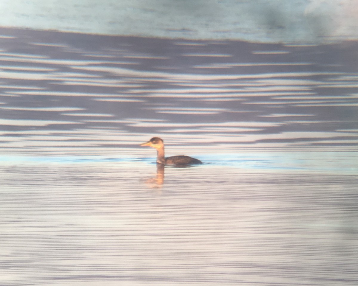 Red-necked Grebe - ML145623111
