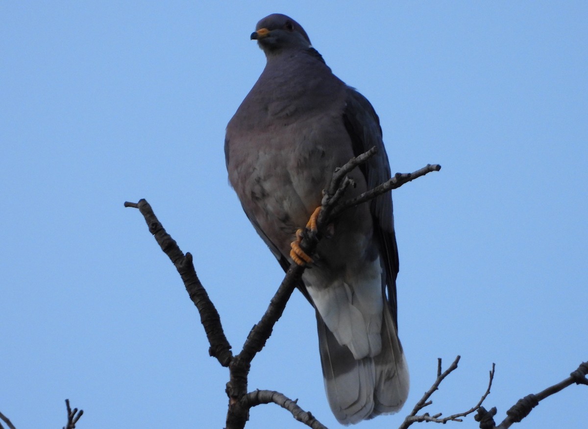 Band-tailed Pigeon - Jon Tveten
