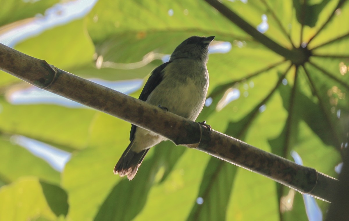 Plain-colored Tanager - ML145626771
