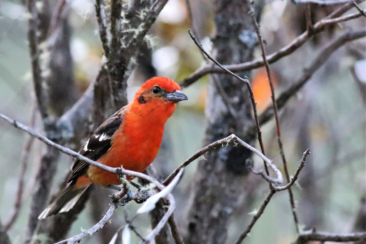 Flame-colored Tanager - Brendan  Fogarty