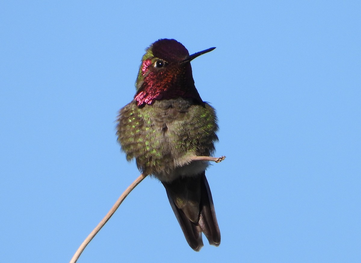 Anna's Hummingbird - Jon Tveten