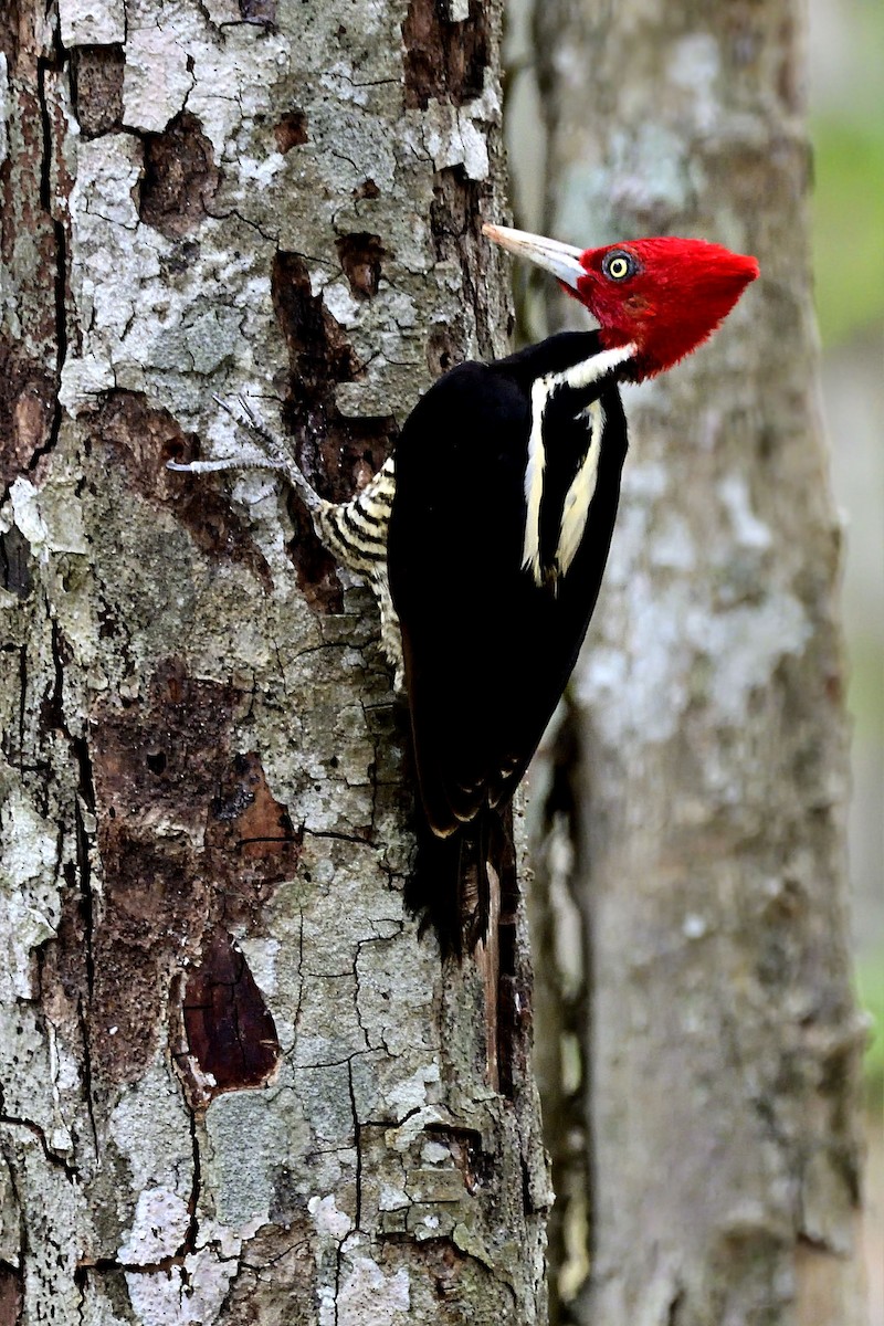 Pale-billed Woodpecker - Luis Guillermo