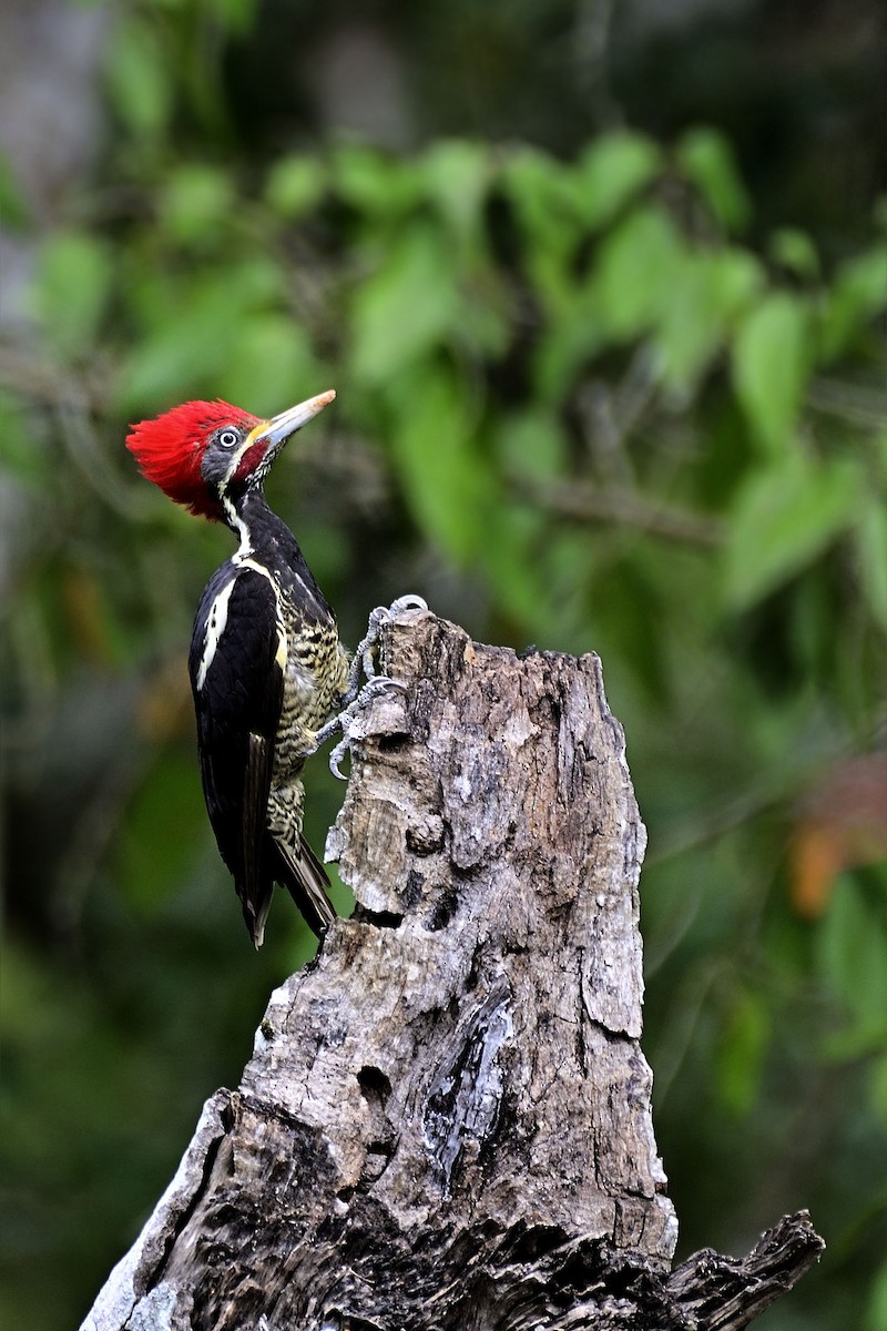 Lineated Woodpecker - Luis Guillermo