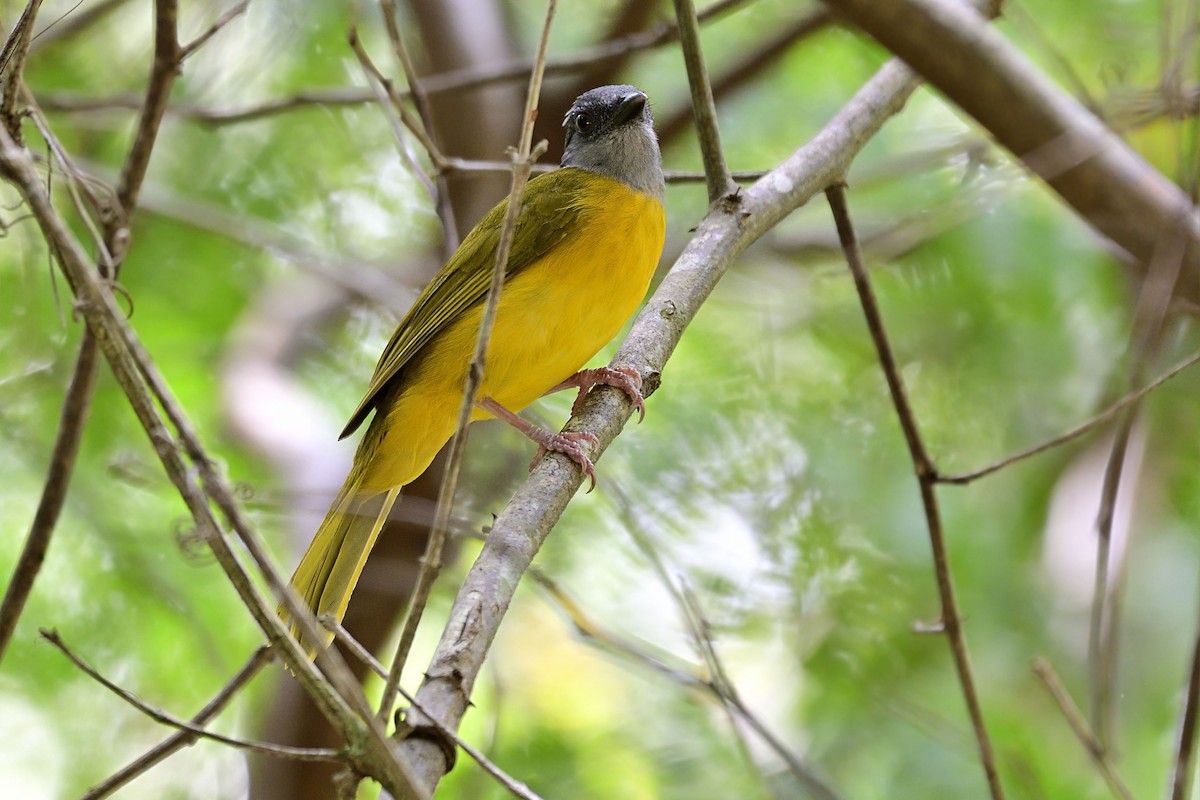Gray-headed Tanager - Luis Guillermo
