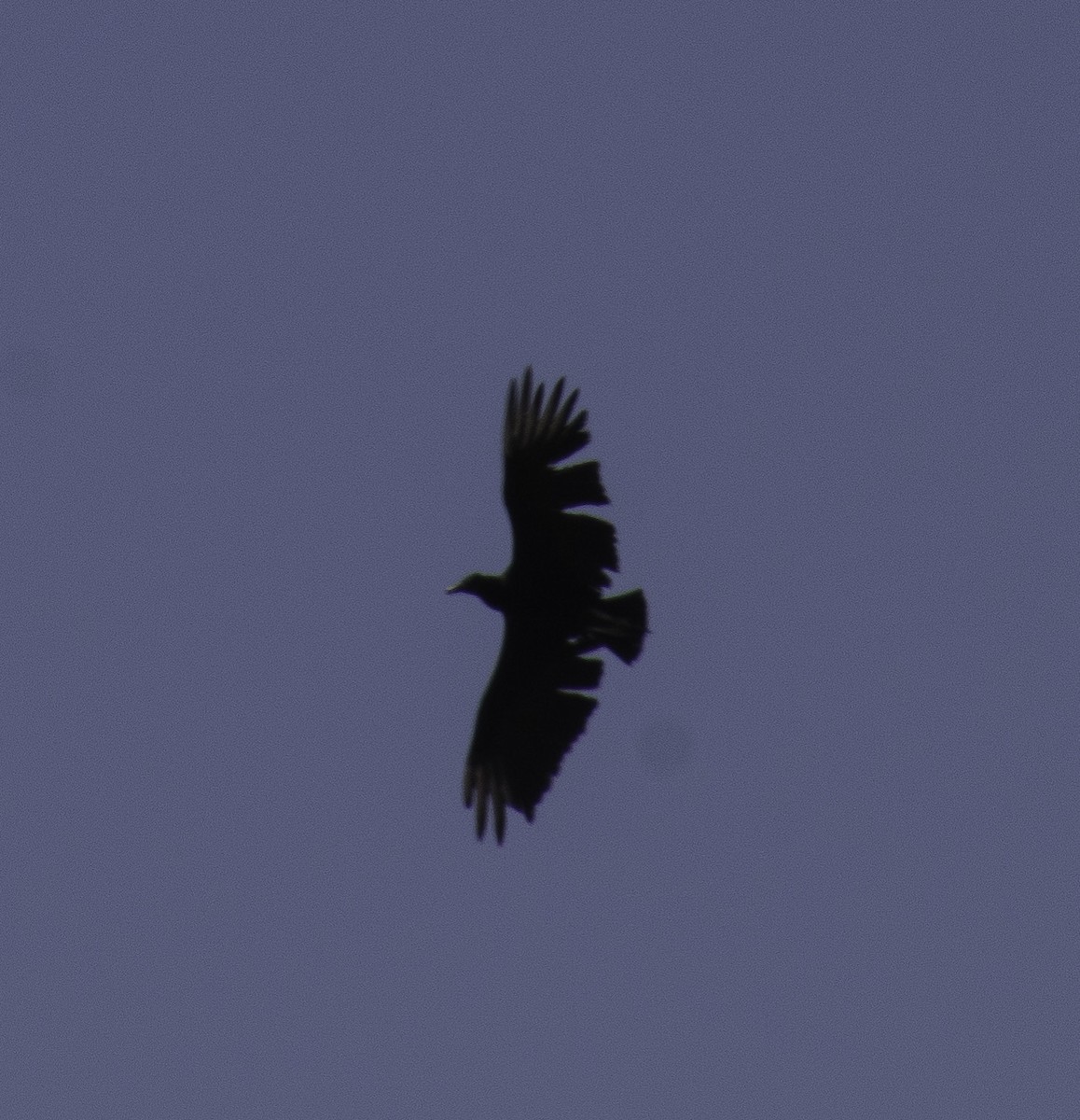 Black Vulture - Annick Morgenthaler