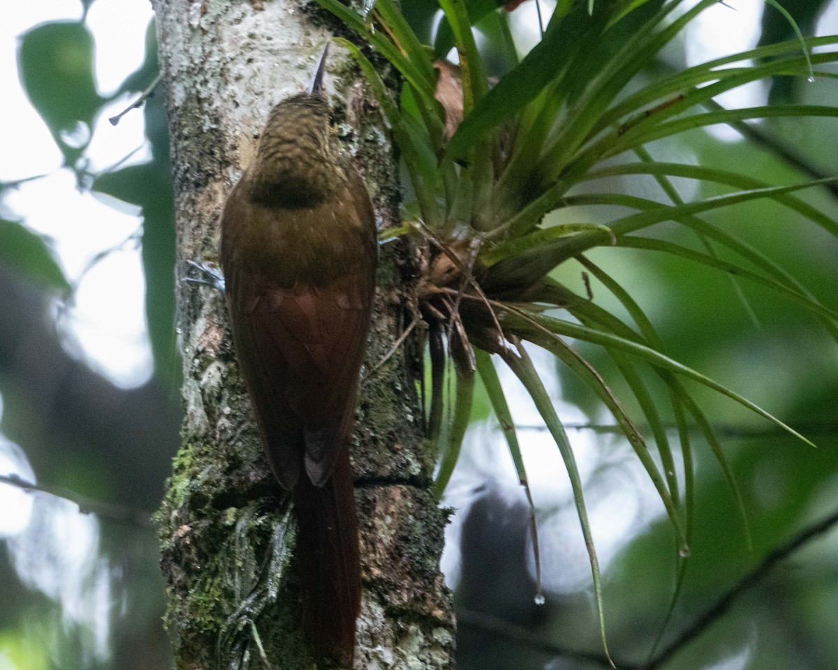 Plain-brown Woodcreeper - Dixie Sommers
