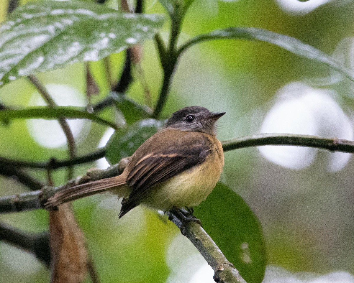 Tawny-chested Flycatcher - Dixie Sommers