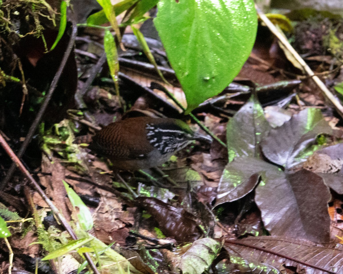 White-breasted Wood-Wren - Dixie Sommers
