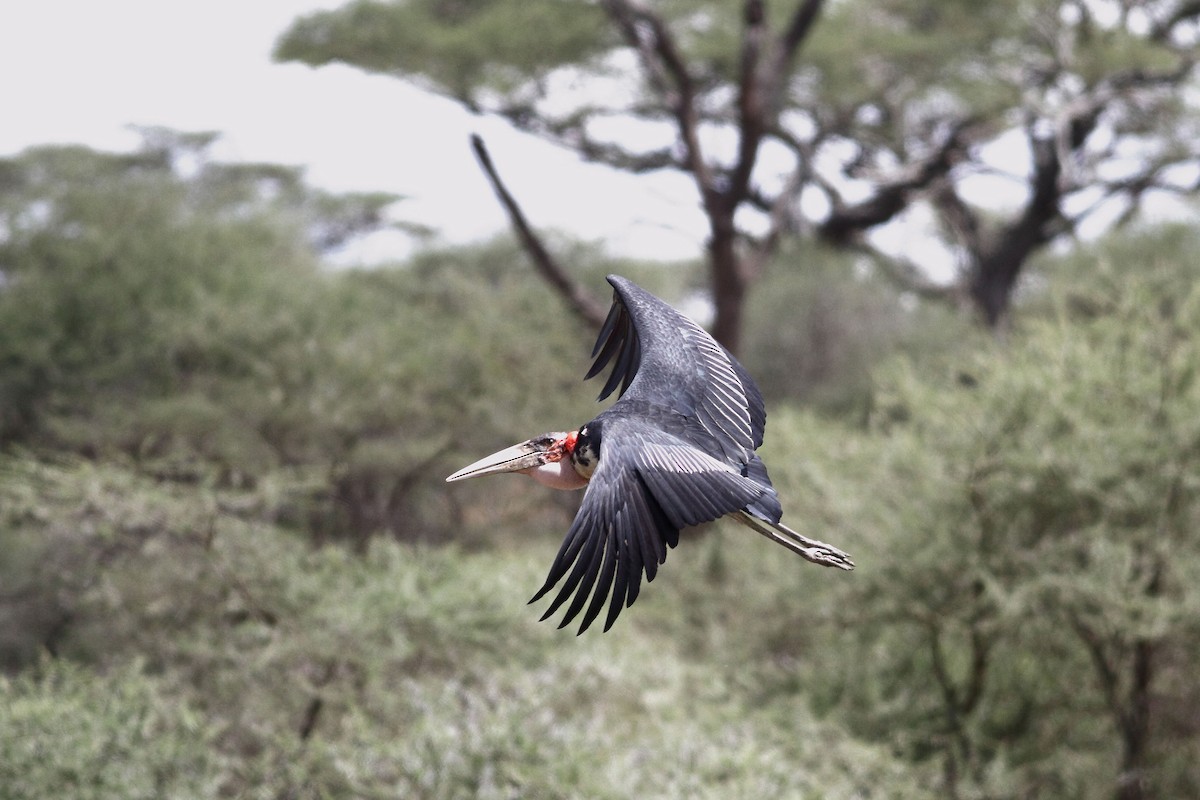 Marabou Stork - Arto Keskinen