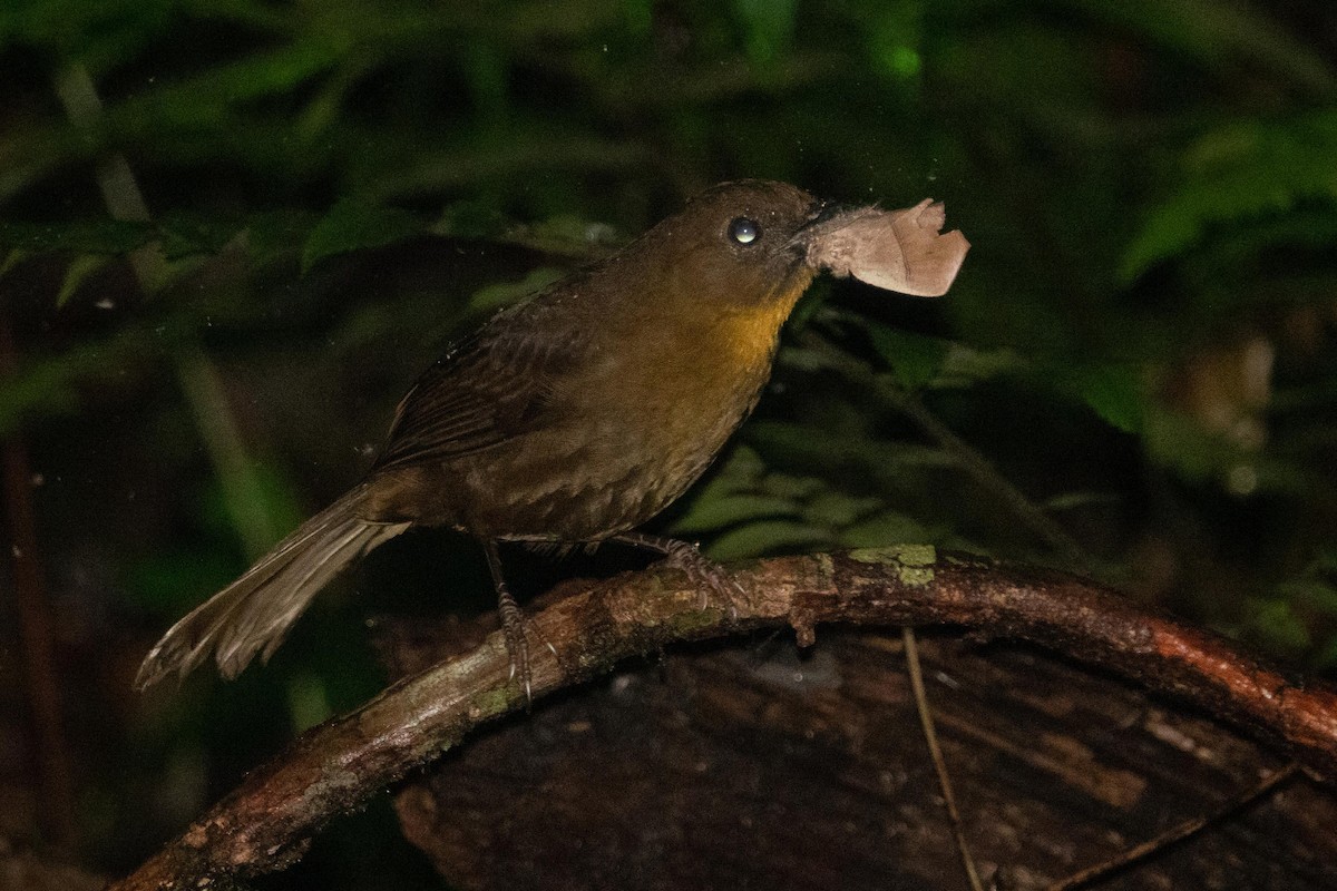 Red-throated Ant-Tanager - ML145633451