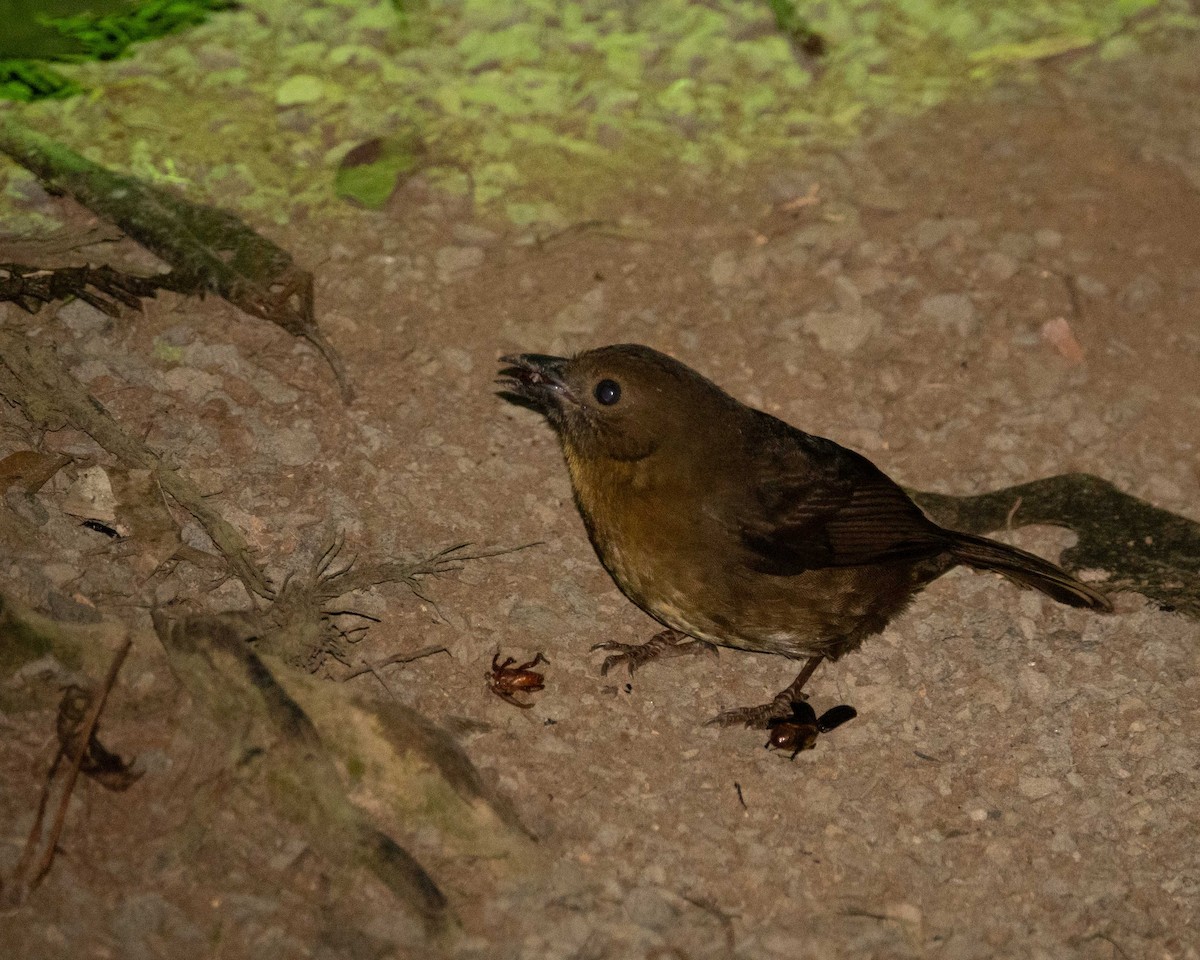 Red-throated Ant-Tanager - ML145633471