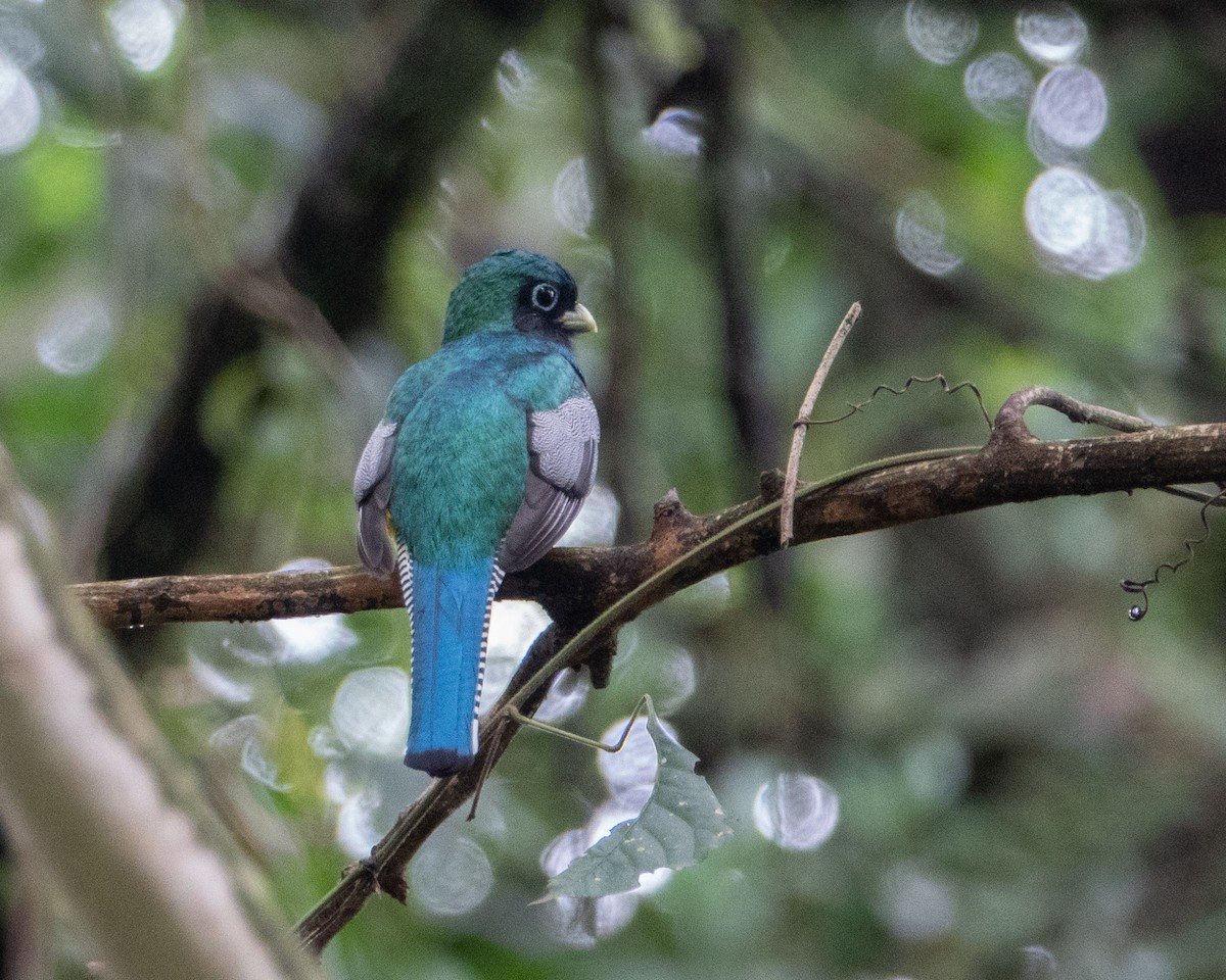 Northern Black-throated Trogon - Dixie Sommers