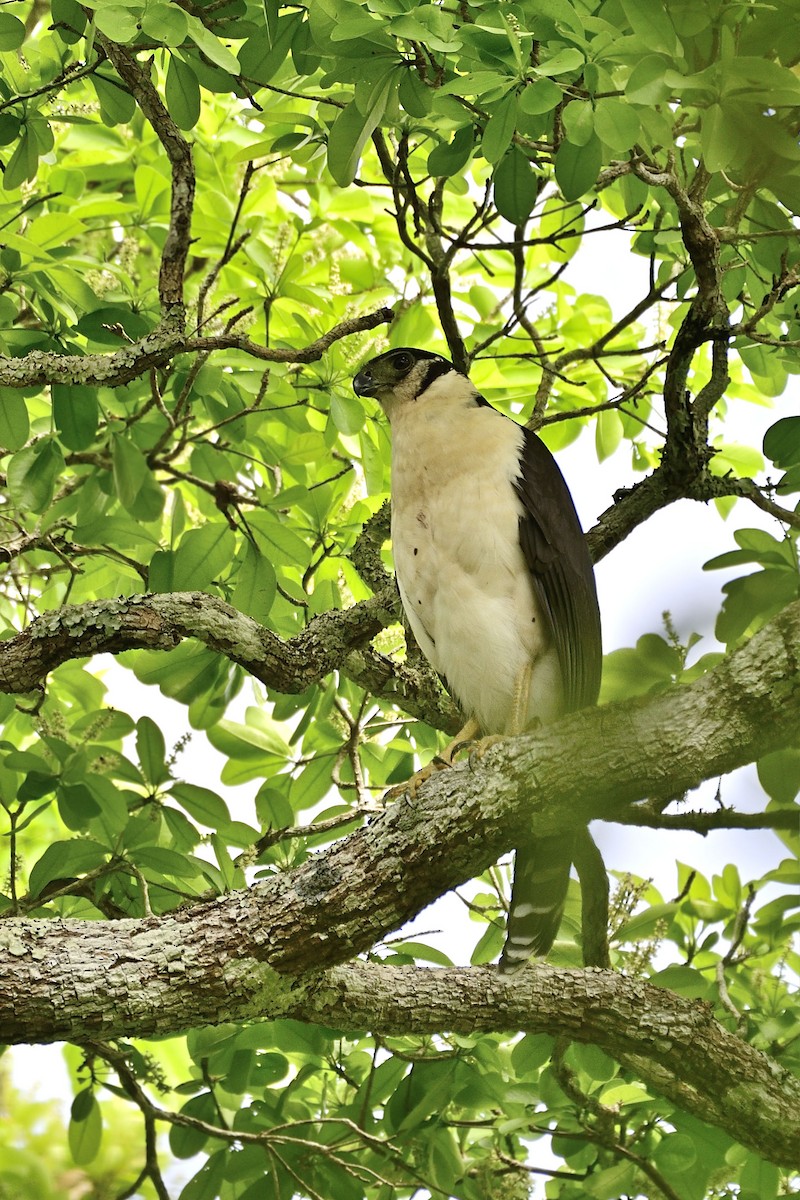 Collared Forest-Falcon - Luis Guillermo