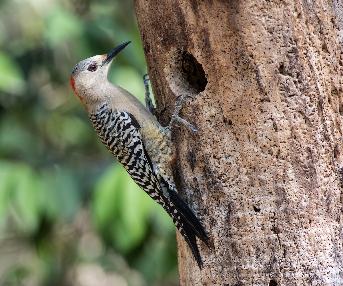 West Indian Woodpecker - Denny Swaby