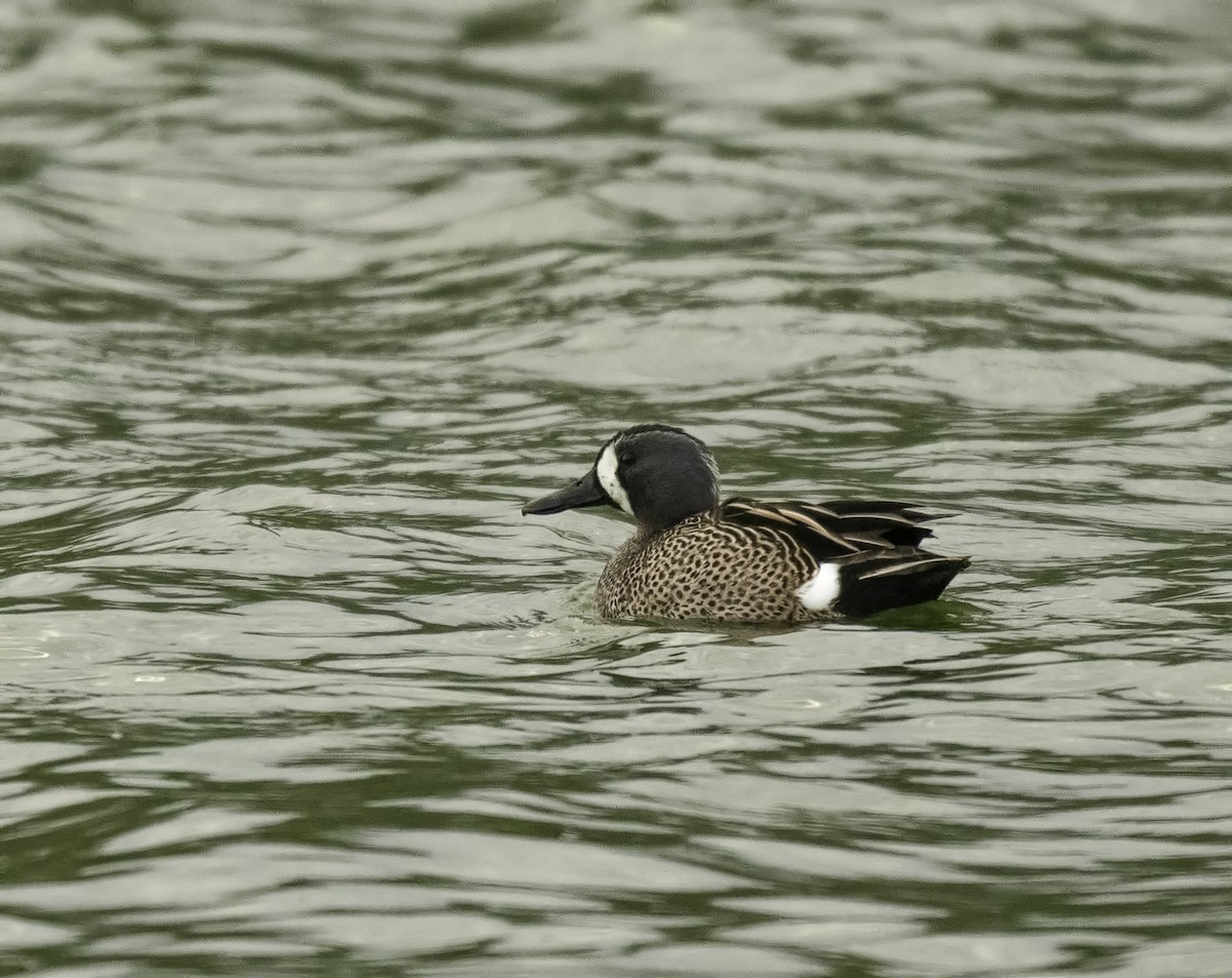 Blue-winged Teal - ML145639141