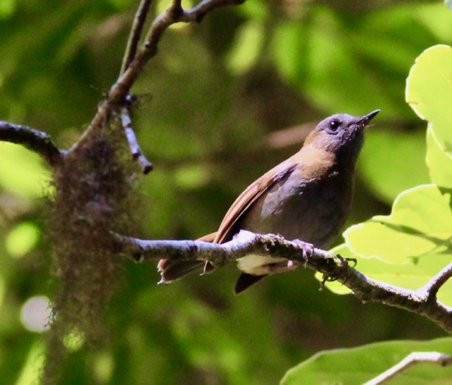 Black-billed Nightingale-Thrush - Stuart White