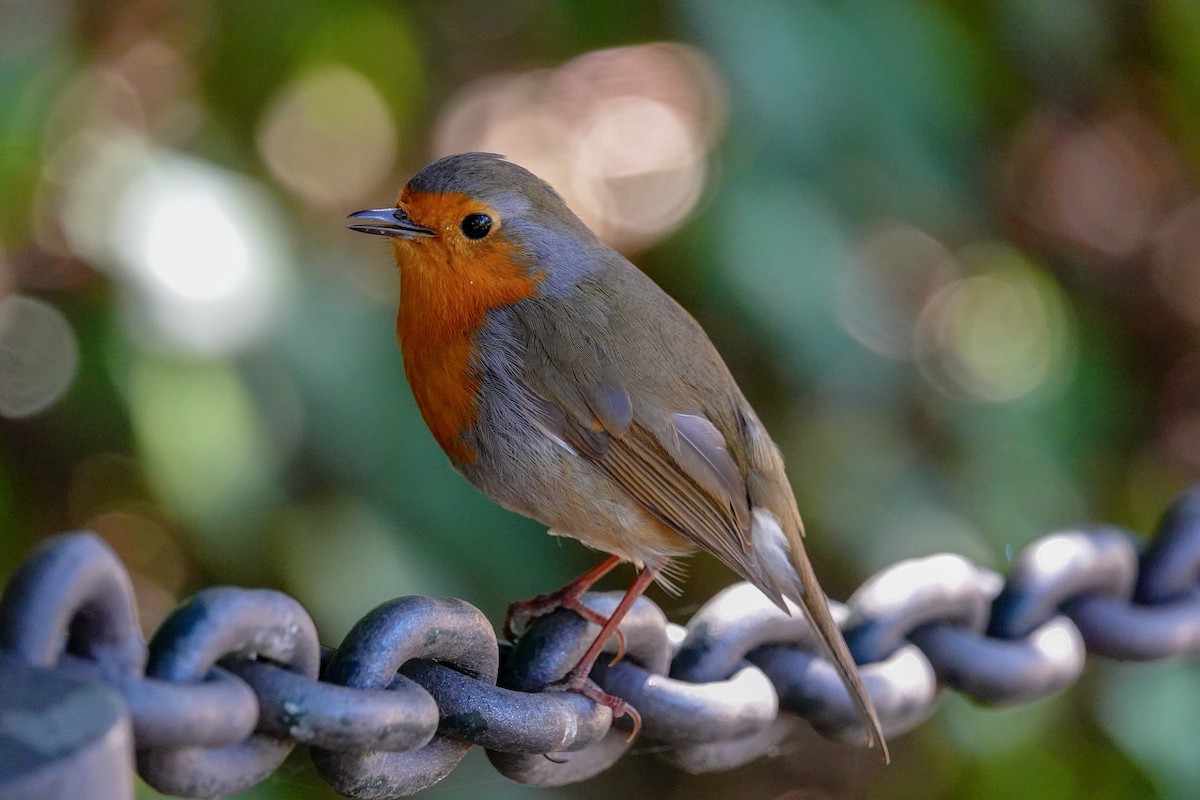 European Robin - Larry Theller