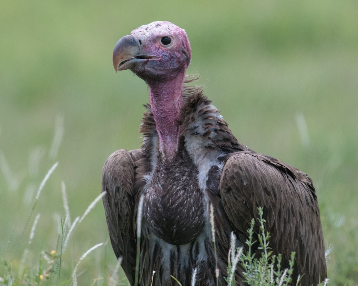 Lappet-faced Vulture - ML145646271