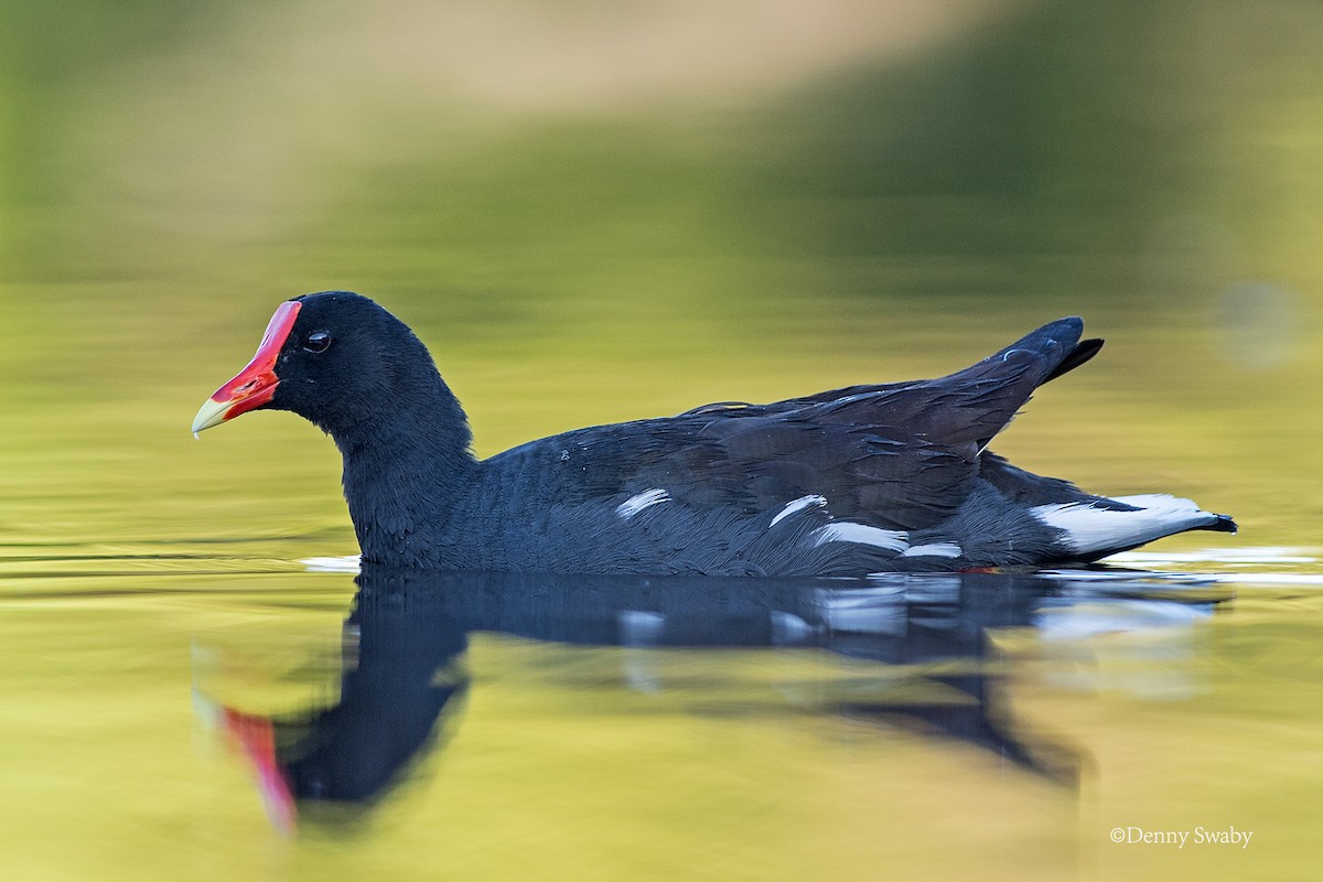 Common Gallinule - Denny Swaby