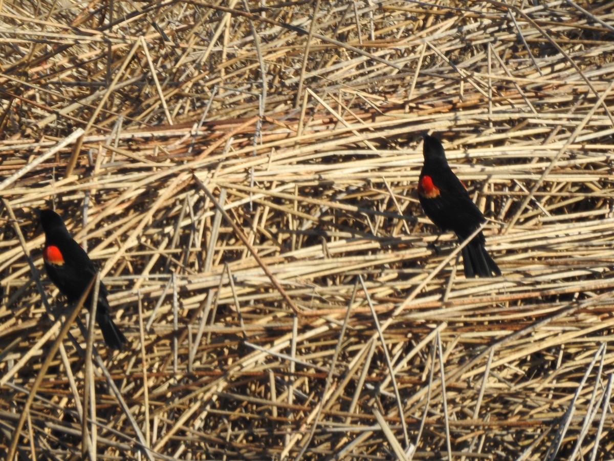Red-winged Blackbird - Tom Wuenschell