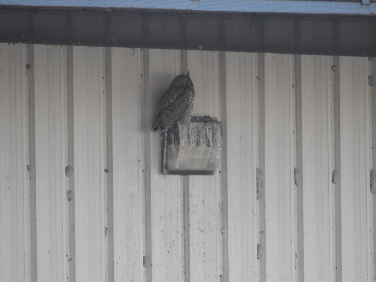 Great Horned Owl - ML145649291
